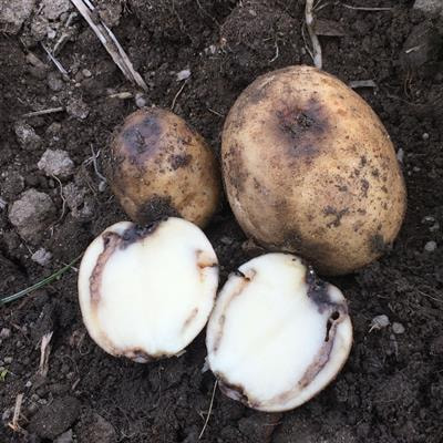 Cover image for research topic "Digging Deeper: Understanding Root-Pathogen Interactions"
