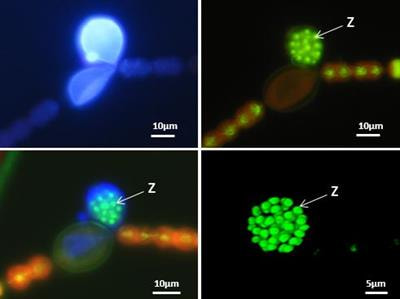 Cover image for research topic "Viruses and Parasites in Food Web Interactions "