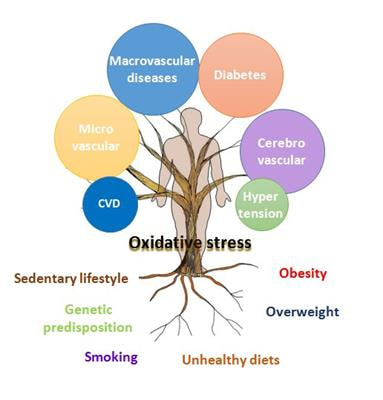 Cover image for research topic "Oxidative Stress Revisited - Major Role in Vascular Diseases"