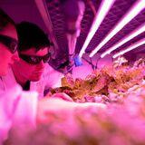 Cover image for research topic "Enhancement of Photosynthesis through Light Utilization in Plants and Crops"