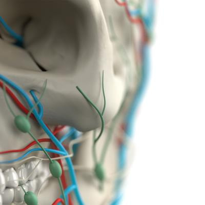 Cover image for research topic "Molecular Basis of Craniofacial Abnormalities"