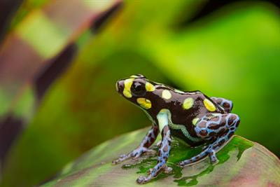 Cover image for research topic "From Landscape Modifications to Pathogen Infections: Are Threats to Amphibians the Same in All Biomes?"