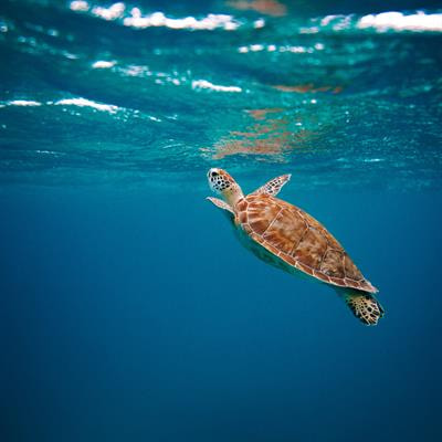 Cover image for research topic "1st Galapagos Soft Matter Conference - Research Topic"