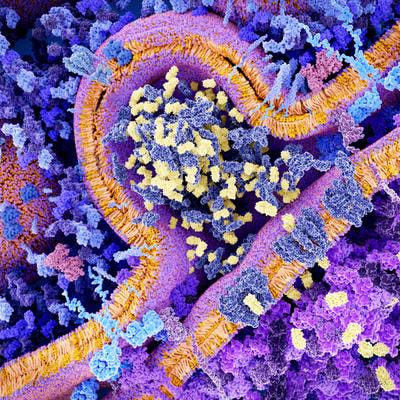 Cover image for research topic "Modulation of Oxidative Stress and Inflammation via the NRF2 Signaling Pathway"