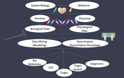 Cover image for research topic "Multiscale Modelling of Rhythm, Pattern and Information Generation: from Genome to Physiome"