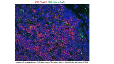 Cover image for research topic "Cancer Plasticity and The Microenvironment: Implications for Immunity and Therapy Response, volume II"