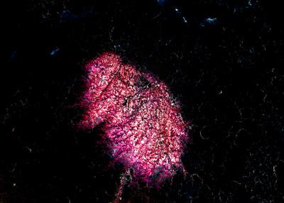 Cover image for research topic "Exploring the Unseen World: Advancements in Understanding Environmental Microorganisms"