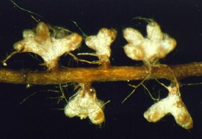 Cover image for research topic "Mycorrhizosphere Communication: Mycorrhizal Fungi and Endophytic Fungus-Plant Interactions "