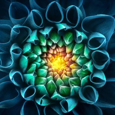 Cover image for research topic "Floral Biology: Understanding and Applications"