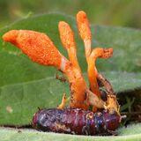 Cover image for research topic "Role of Entomopathogenic Fungi in Sustainable Agriculture"