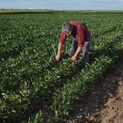 Cover image for research topic "Omics Applications in Agriculture Systems: Unveiling Functionality and Practicality"