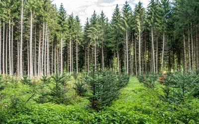 Cover image for research topic "Forest Assisted Migration"