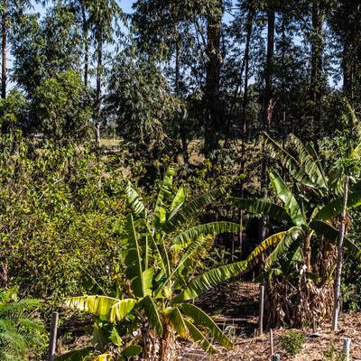 Cover image for research topic "Agroforestry for biodiversity and ecosystem services"