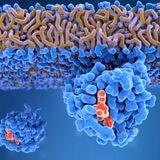 Cover image for research topic "RAS Inhibitor Therapy of Cancer"