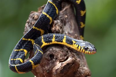 Cover image for research topic "The Sensory World of Non-avian Reptiles"