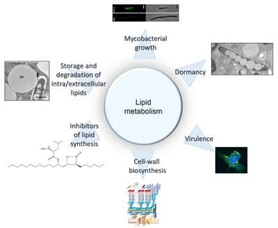 Cover image for research topic "Mycobacterium Tuberculosis and Lipids: From Persistence To Virulence "