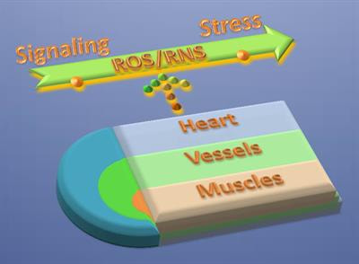 Cover image for research topic "Redox and Nitrosative Signaling in Cardiovascular System: from Physiological Response to Disease"