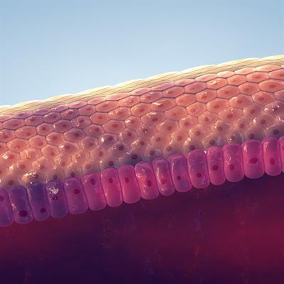 Cover image for research topic "Progress and Challenges of Skin Appendage Repair and Regeneration"