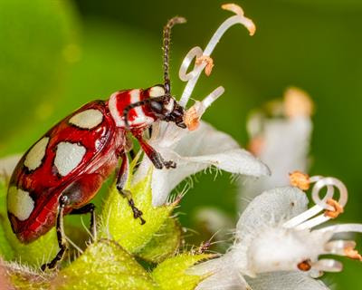 Cover image for research topic "Microbial Symbiosis in Herbivorous Insects"
