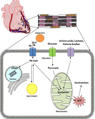Cover image for research topic "Novel Concepts in Cardiac Energy Metabolism: From Biology to Disease"