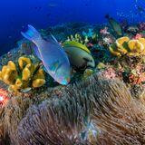Cover image for research topic "The Blue Frontier: Cancer Research Meets the Diversity of Marine Chemistry and Biology, New Challenges and Prospects"