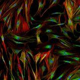 Cover image for research topic "Biomarkers for Progressive Pulmonary Fibrosis"
