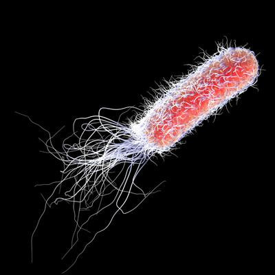 Cover image for research topic "Opportunistic pathogens: pathogenesis and multi-drug resistance mechanisms"