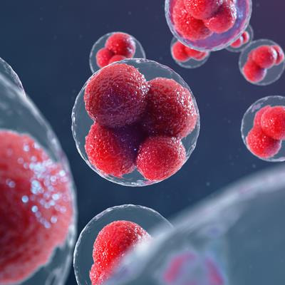 Cover image for research topic "The Fertilization Success from the Oocyte's Perspective, Volume II"