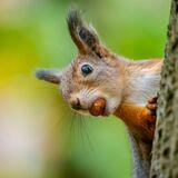 Cover image for research topic "Linking Habitat Quality to Population Dynamics for Conservation Decision Making"