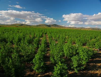 Cover image for research topic "Artemisinin - From Traditional Chinese Medicine to Artemisinin Combination Therapies; Four Decades of Research on the Biochemistry, Physiology, and Breeding of Artemisia annua"