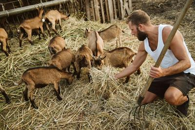 Cover image for research topic "Exploring Antinutritional Factors in Animal Feed: Implications for Health and Productivity"
