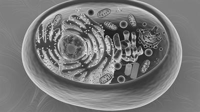 Cover image for research topic "Lipids and Membrane Contacts – Structure, Functional Aspects and Implications on Ageing, Cell Death and Autophagy, Volume II"