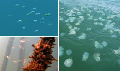 Cover image for research topic "The Importance of Behavior in the Recruitment of Marine Fauna and Flora"