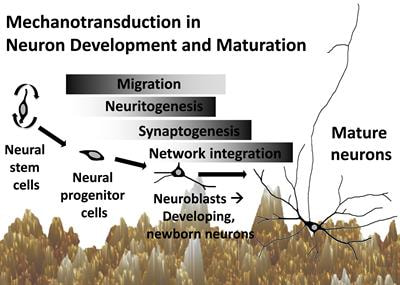 Cover image for research topic "Mechanotransduction in Neuron Development and Maturation"