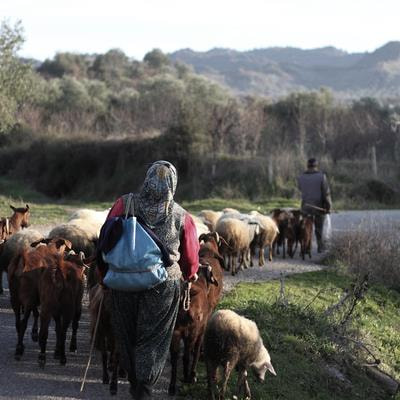 Cover image for research topic "Veterinary Public Health: Veterinary Medicine’s Current Challenges in a Globalised World"
