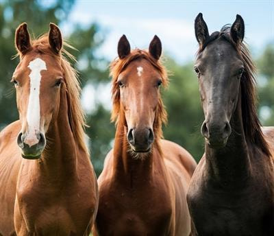 Cover image for research topic "Current Research in Equid Herpesvirus type-1 (EHV-1)"