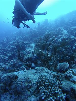 Cover image for research topic "Canopies in Aquatic Ecosystems: Integrating Form, Function, and Biophysical Processes"