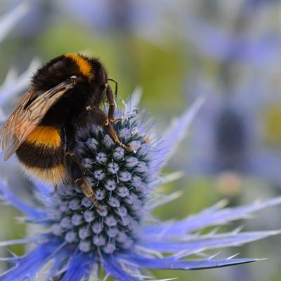 Cover image for research topic "Pollinators: A Network to Life"