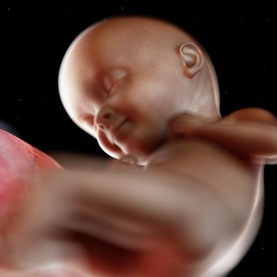 Cover image for research topic "Unlocking the Potential of Prenatal MRI: Advances in Fetal Brain, Heart, and Placenta Imaging"