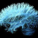Cover image for research topic "Advances in Epilepsy Research: Exploring Biomarkers, Brain Stimulation, and Neurosurgical Interventions"