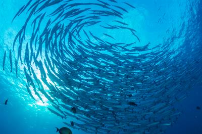 Cover image for research topic "Deep Learning for Marine Science, volume II"