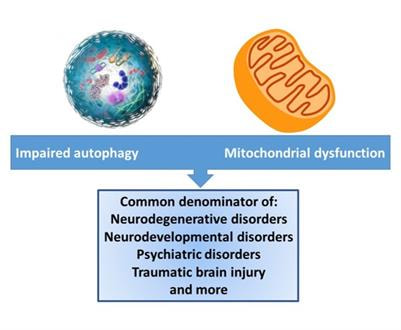 Cover image for research topic "The Possible Involvement of Autophagy in Neuropsychiatric Disorders and Their Treatment"