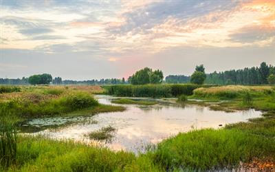 Cover image for research topic "Microbial Involvement in Biogeochemical Cycling and Contaminant Transformations at Land-Water Ecotones"
