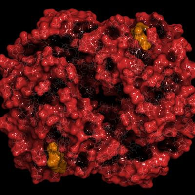 Cover image for research topic "Heme Physiology and Pathology"