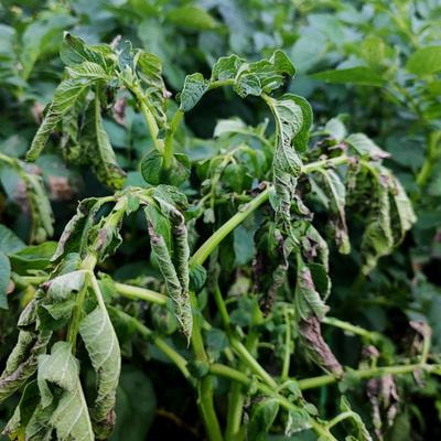 Cover image for research topic "Insights In Plant-Pathogen Interactions: 2023"