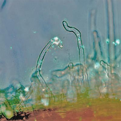 Cover image for research topic "Advances and New Perspectives in Beneficial Plant-Microbial Interactions "