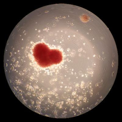 Cover image for research topic "Plasticity of the Haematopoietic Niche: from Embryonic Development to Aging and Disease"
