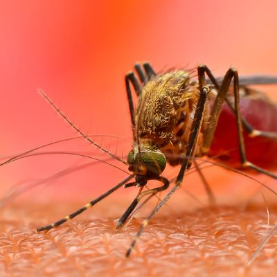 Cover image for research topic "Recent Advances in Vector-Borne Diseases and Climate Change"