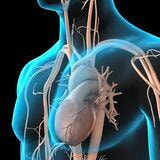 Cover image for research topic "Decoding Vascular Aging: Unraveling the Enigma of Pathological Conditions & Pre-mature Vascular Aging"