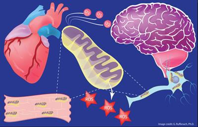Cover image for research topic "Oxidative Stress in Myocardial and Neural Remodeling"